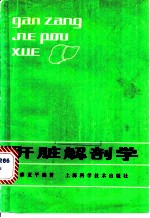 肝脏解剖学