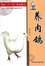 养肉鸽