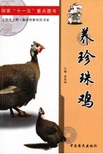 养珍珠鸡