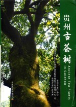 贵州古茶树