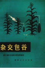 杂交包谷