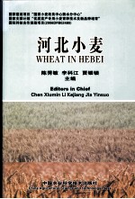 河北小麦