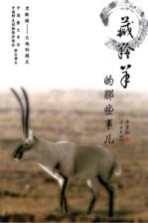 藏羚羊的那些事儿