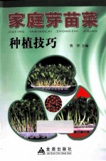 家庭芽苗菜种植技巧