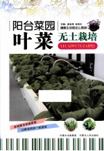 阳台菜园 叶菜无土栽培