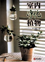 室内净化植物