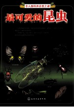 令人惊叹的自然之谜 最可爱的昆虫