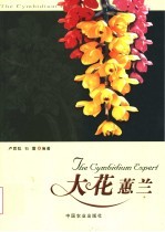 大花蕙兰