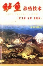 鲈鱼养殖技术 松江鲈 花鲈 加州鲈