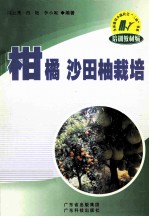 柑橘 沙田柚栽培