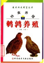 特禽养殖 鹌鹑养殖