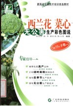 西兰花 菜心无公害生产彩色图说