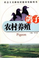 农村养殖 鸽子