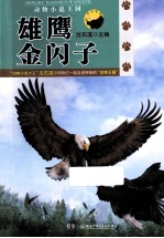 天空地带 雄鹰金闪子