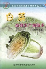 白菜高效生产新技术