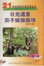 日光温室茄子嫁接栽培