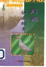 肉鸭快速饲养