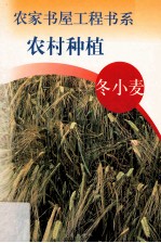 农村种植 冬小麦