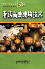 滑菇高效栽培技术