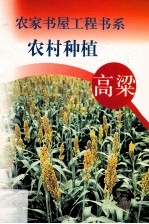 农村种植 玉米