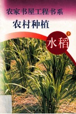 农村种植 水稻 下