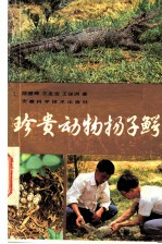 珍贵动物扬子鳄