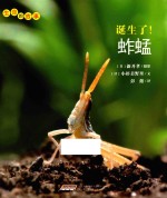 生命的故事 诞生了!蚱蜢