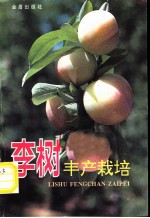 李树丰产栽培