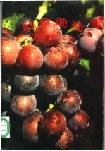 鲜食葡萄生产新技术 省工简化优质高产栽培法