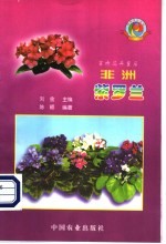 非洲紫罗兰 室内花卉皇后