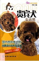 贵宾犬 泰迪熊