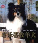 犬中女王:喜乐蒂牧羊犬