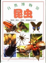 昆虫