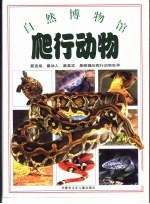 爬行动物