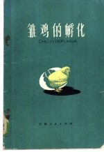雏鸡的孵化