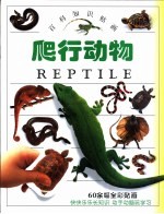 百科知识贴画 爬行动物