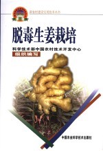 脱毒生姜栽培