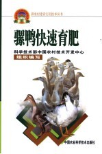 骡鸭快速育肥