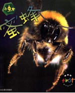 小虫书 蜜蜂