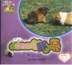 宠物宝贝豚鼠